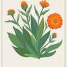 The Calendula card from “Enchanted Foraging Deck: 50 Plant Identification Cards to Discover Nature's Magic”