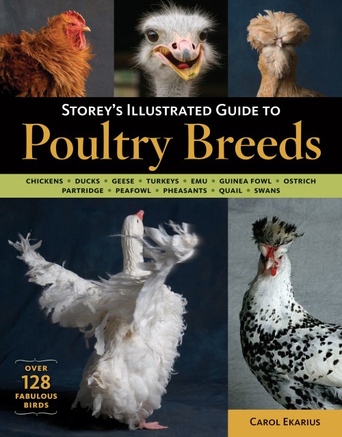 Storey's Illustrated Guide to Poultry Breeds