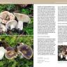 Mushrooms of the Pacific Northwest